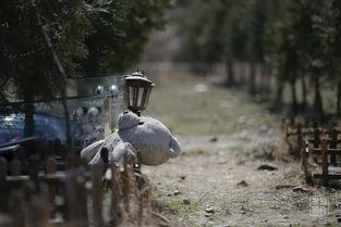 爱是坟墓在线观看,揭秘情感陷阱的惊悚之旅