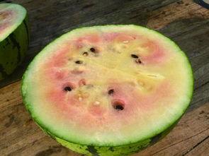 日本双色西瓜,日本农业创新的甜蜜果实