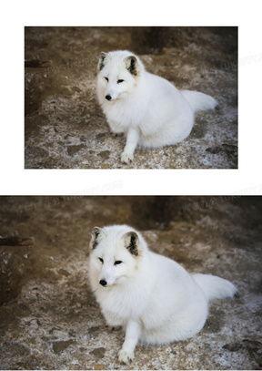 白狐在线观看免费下载,免费在线观看，独家下载，尽享奇幻之旅